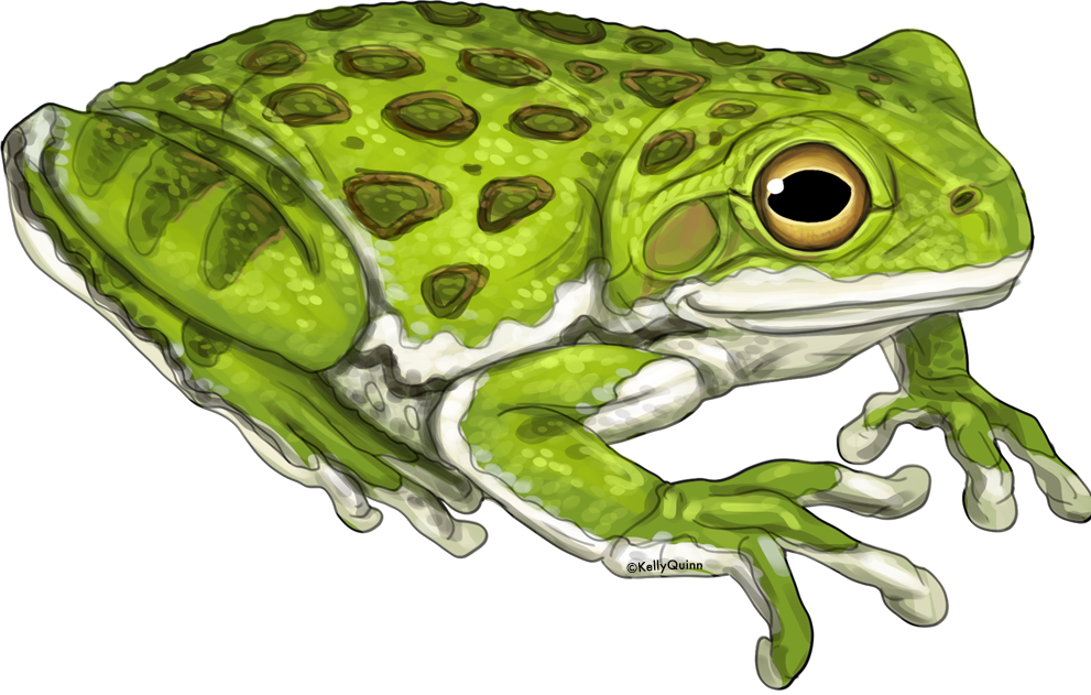 Barking Treefrog